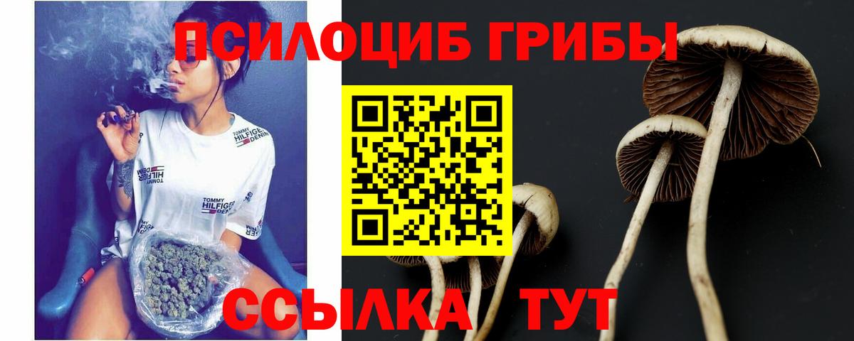 Галлюциногенные грибы прущие грибы  Вход с VPN  Черняховск 